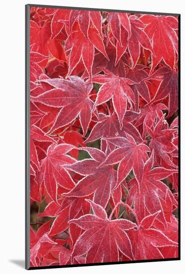 Frost Covered Japanese Maple Leaves-Darrell Gulin-Mounted Photographic Print