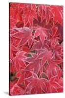 Frost Covered Japanese Maple Leaves-Darrell Gulin-Stretched Canvas