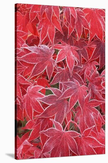 Frost Covered Japanese Maple Leaves-Darrell Gulin-Stretched Canvas