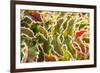 Frost-covered Oregon Grape shrubs in Spring, Mt. Scott, Oregon-Stuart Westmorland-Framed Photographic Print