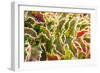 Frost-covered Oregon Grape shrubs in Spring, Mt. Scott, Oregon-Stuart Westmorland-Framed Photographic Print