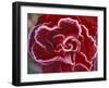 Frost-Covered Rose-Michele Westmorland-Framed Photographic Print