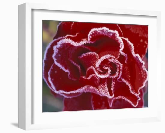 Frost-Covered Rose-Michele Westmorland-Framed Photographic Print