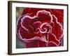 Frost-Covered Rose-Michele Westmorland-Framed Photographic Print