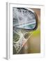 Frost Covered Spiderweb on Automobile Mirror-Ashley Cooper-Framed Photographic Print