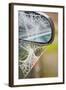 Frost Covered Spiderweb on Automobile Mirror-Ashley Cooper-Framed Photographic Print