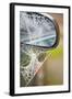 Frost Covered Spiderweb on Automobile Mirror-Ashley Cooper-Framed Photographic Print