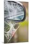 Frost Covered Spiderweb on Automobile Mirror-Ashley Cooper-Mounted Photographic Print