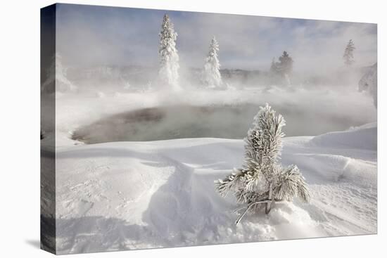 Frost covered trees and snow in thermal basin, Tire Pool, Midway Geyser Basin, Yellowstone-Allen Lloyd-Stretched Canvas