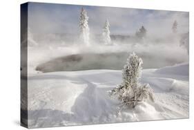 Frost covered trees and snow in thermal basin, Tire Pool, Midway Geyser Basin, Yellowstone-Allen Lloyd-Stretched Canvas