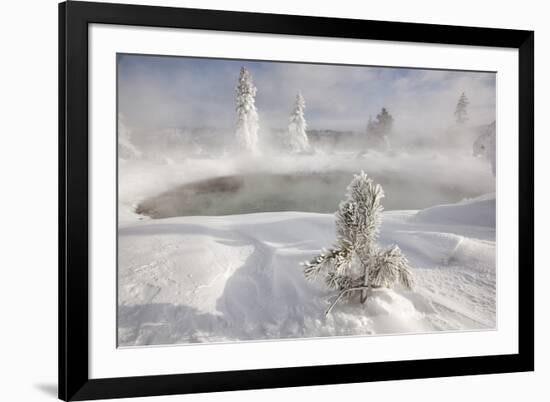 Frost covered trees and snow in thermal basin, Tire Pool, Midway Geyser Basin, Yellowstone-Allen Lloyd-Framed Photographic Print