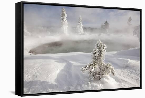 Frost covered trees and snow in thermal basin, Tire Pool, Midway Geyser Basin, Yellowstone-Allen Lloyd-Framed Stretched Canvas