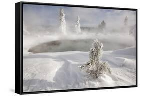 Frost covered trees and snow in thermal basin, Tire Pool, Midway Geyser Basin, Yellowstone-Allen Lloyd-Framed Stretched Canvas