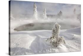 Frost covered trees and snow in thermal basin, Tire Pool, Midway Geyser Basin, Yellowstone-Allen Lloyd-Stretched Canvas