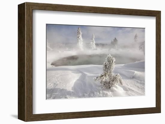 Frost covered trees and snow in thermal basin, Tire Pool, Midway Geyser Basin, Yellowstone-Allen Lloyd-Framed Photographic Print