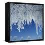 Frost Covered Trees-Micha Pawlitzki-Framed Stretched Canvas