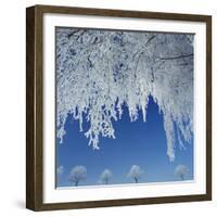 Frost Covered Trees-Micha Pawlitzki-Framed Photographic Print