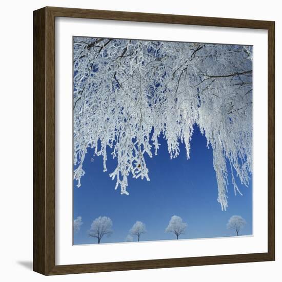 Frost Covered Trees-Micha Pawlitzki-Framed Photographic Print