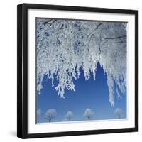 Frost Covered Trees-Micha Pawlitzki-Framed Photographic Print