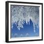 Frost Covered Trees-Micha Pawlitzki-Framed Photographic Print