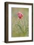 Frost Covered Wild Tulip (Tulipa Schrenkii) Rostovsky Nature Reserve, Rostov Region, Russia-Shpilenok-Framed Photographic Print