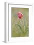 Frost Covered Wild Tulip (Tulipa Schrenkii) Rostovsky Nature Reserve, Rostov Region, Russia-Shpilenok-Framed Photographic Print