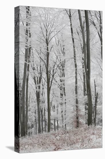 Frost Covering a Deciduous Forest in Hungary-Joe Petersburger-Stretched Canvas