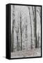 Frost Covering a Deciduous Forest in Hungary-Joe Petersburger-Framed Stretched Canvas