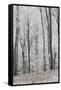 Frost Covering a Deciduous Forest in Hungary-Joe Petersburger-Framed Stretched Canvas