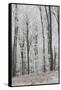 Frost Covering a Deciduous Forest in Hungary-Joe Petersburger-Framed Stretched Canvas