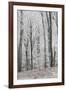 Frost Covering a Deciduous Forest in Hungary-Joe Petersburger-Framed Photographic Print