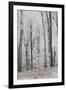 Frost Covering a Deciduous Forest in Hungary-Joe Petersburger-Framed Photographic Print