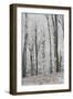 Frost Covering a Deciduous Forest in Hungary-Joe Petersburger-Framed Photographic Print