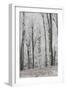 Frost Covering a Deciduous Forest in Hungary-Joe Petersburger-Framed Photographic Print