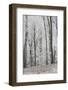 Frost Covering a Deciduous Forest in Hungary-Joe Petersburger-Framed Photographic Print