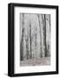 Frost Covering a Deciduous Forest in Hungary-Joe Petersburger-Framed Photographic Print