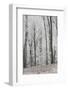 Frost Covering a Deciduous Forest in Hungary-Joe Petersburger-Framed Photographic Print