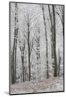 Frost Covering a Deciduous Forest in Hungary-Joe Petersburger-Mounted Photographic Print