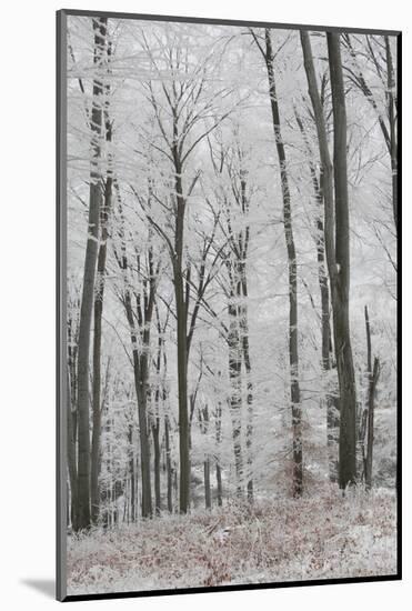 Frost Covering a Deciduous Forest in Hungary-Joe Petersburger-Mounted Photographic Print