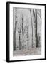 Frost Covering a Deciduous Forest in Hungary-Joe Petersburger-Framed Photographic Print