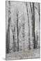 Frost Covering a Deciduous Forest in Hungary-Joe Petersburger-Mounted Photographic Print