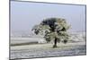 Frost Covering Fields and Pine Tree-null-Mounted Photographic Print