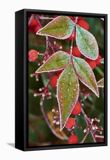 Frost; Leaves-Gary Carter-Framed Stretched Canvas