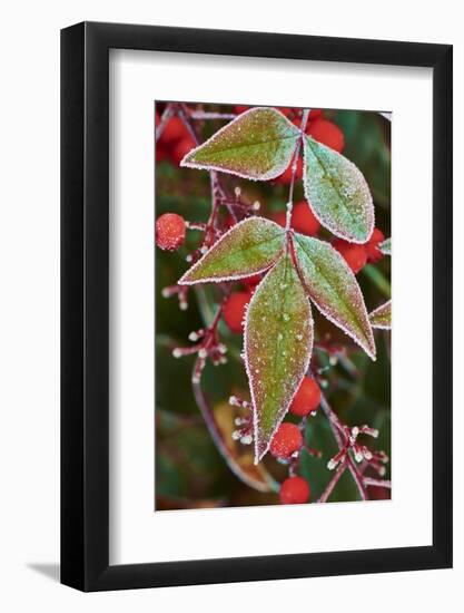 Frost; Leaves-Gary Carter-Framed Photographic Print
