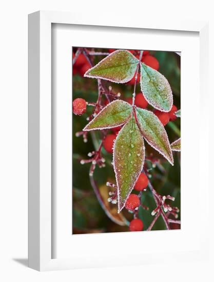 Frost; Leaves-Gary Carter-Framed Photographic Print