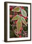 Frost; Leaves-Gary Carter-Framed Photographic Print