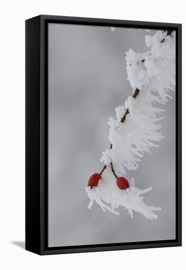 Frost on a Twig of Dog Rose-Joe Petersburger-Framed Stretched Canvas