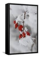 Frost on a Twig of Dog Rose-Joe Petersburger-Framed Stretched Canvas