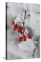 Frost on a Twig of Dog Rose-Joe Petersburger-Stretched Canvas