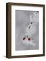 Frost on a Twig of Dog Rose-Joe Petersburger-Framed Photographic Print